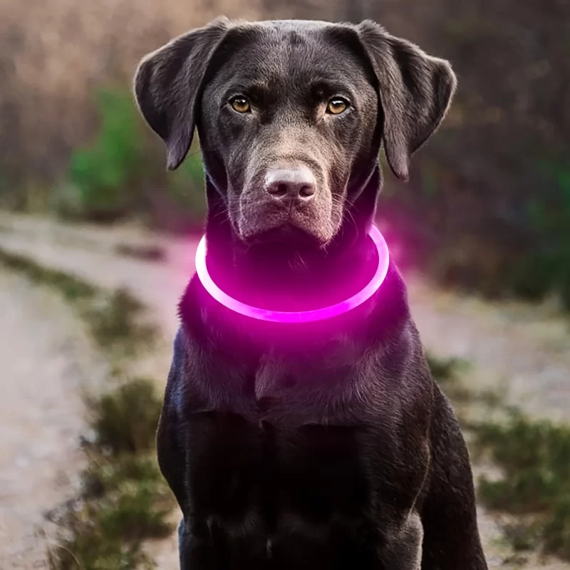 necklaces for dogs